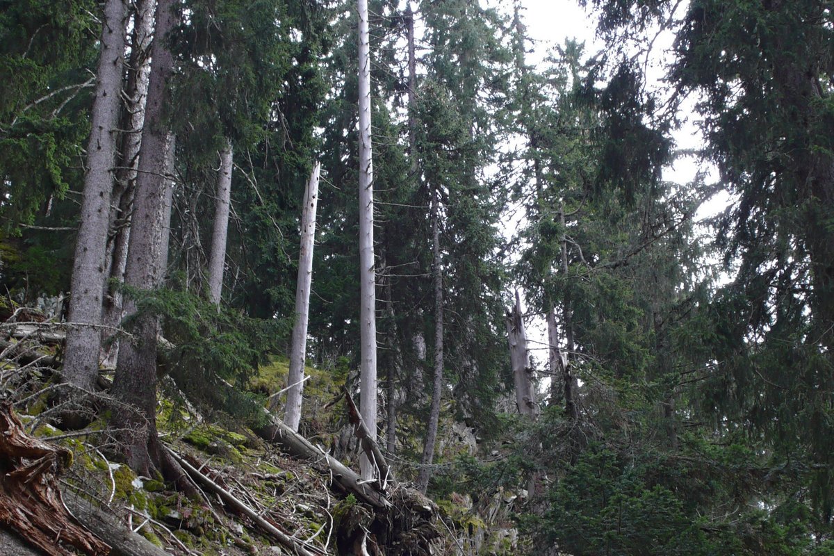 Mossbelagd granskog av västkusttyp
