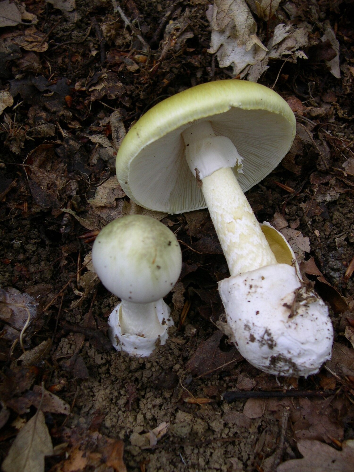 Lömsk flugsvamp (Amanita phalloides) – grönaktig hatt, vit ring och fotskida.