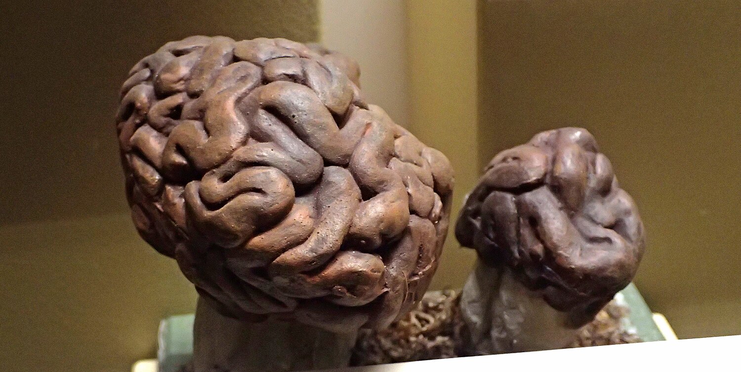 Stenmurkla (Gyromitra esculenta) – hjärnlik veckad hatt i brunt.