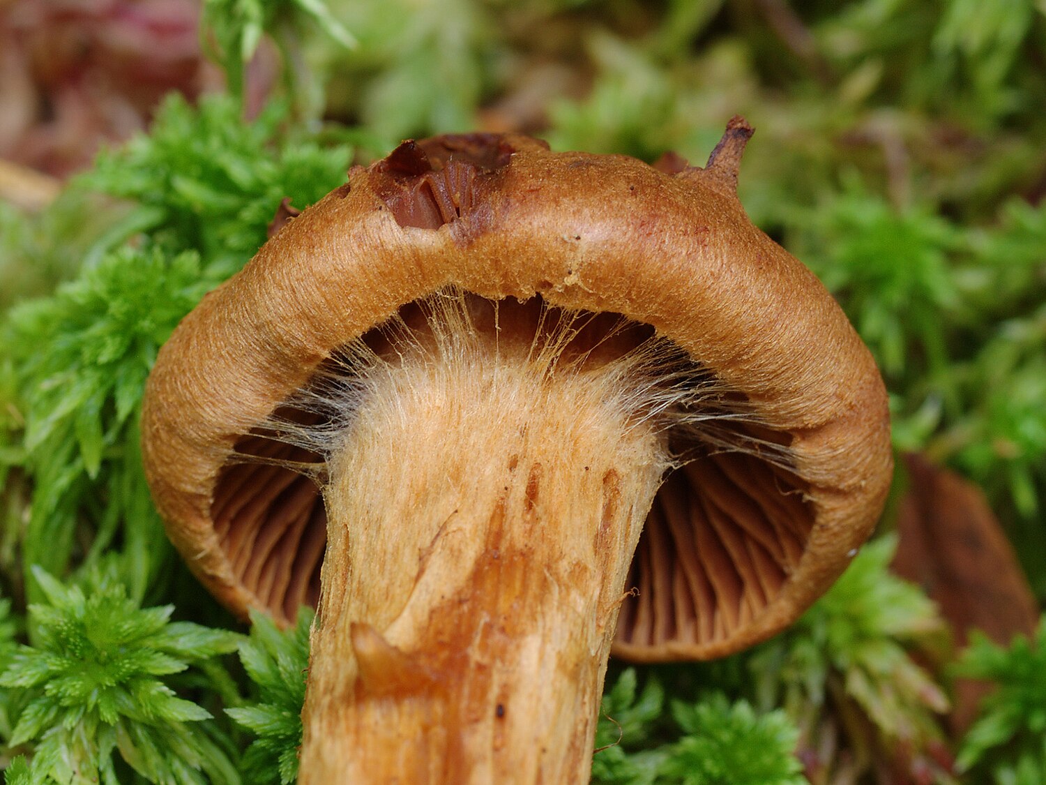 Toppig giftspindling (Cortinarius rubellus) – orangebrun till tegelröd hatt.