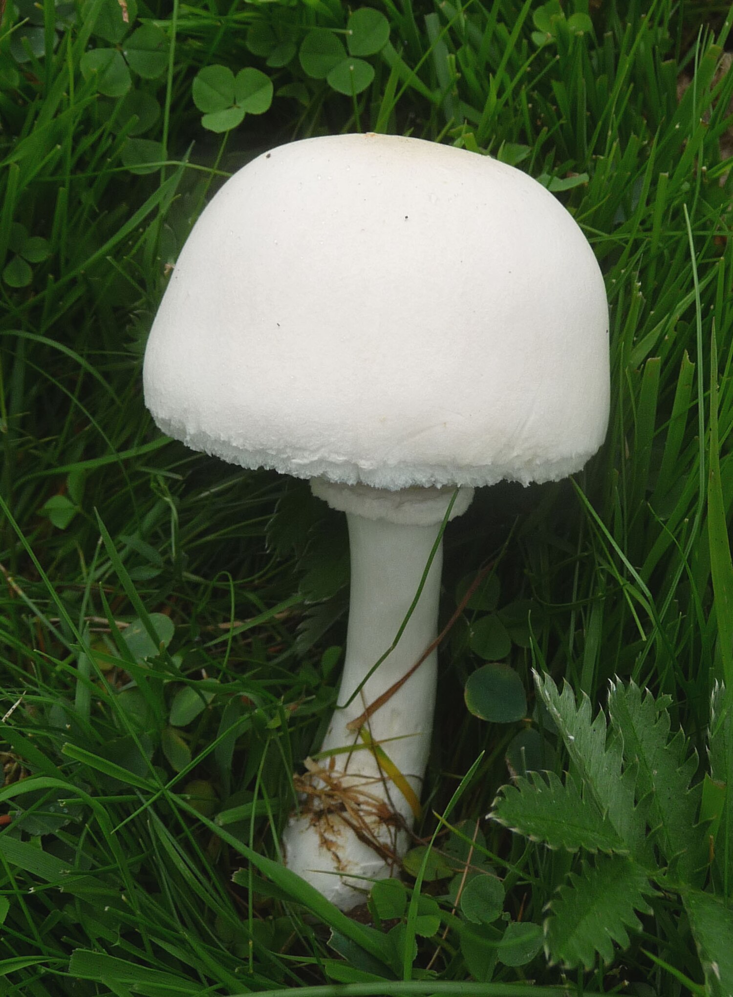 Vit flugsvamp (Amanita virosa) – helt vit med ring och fotskida.