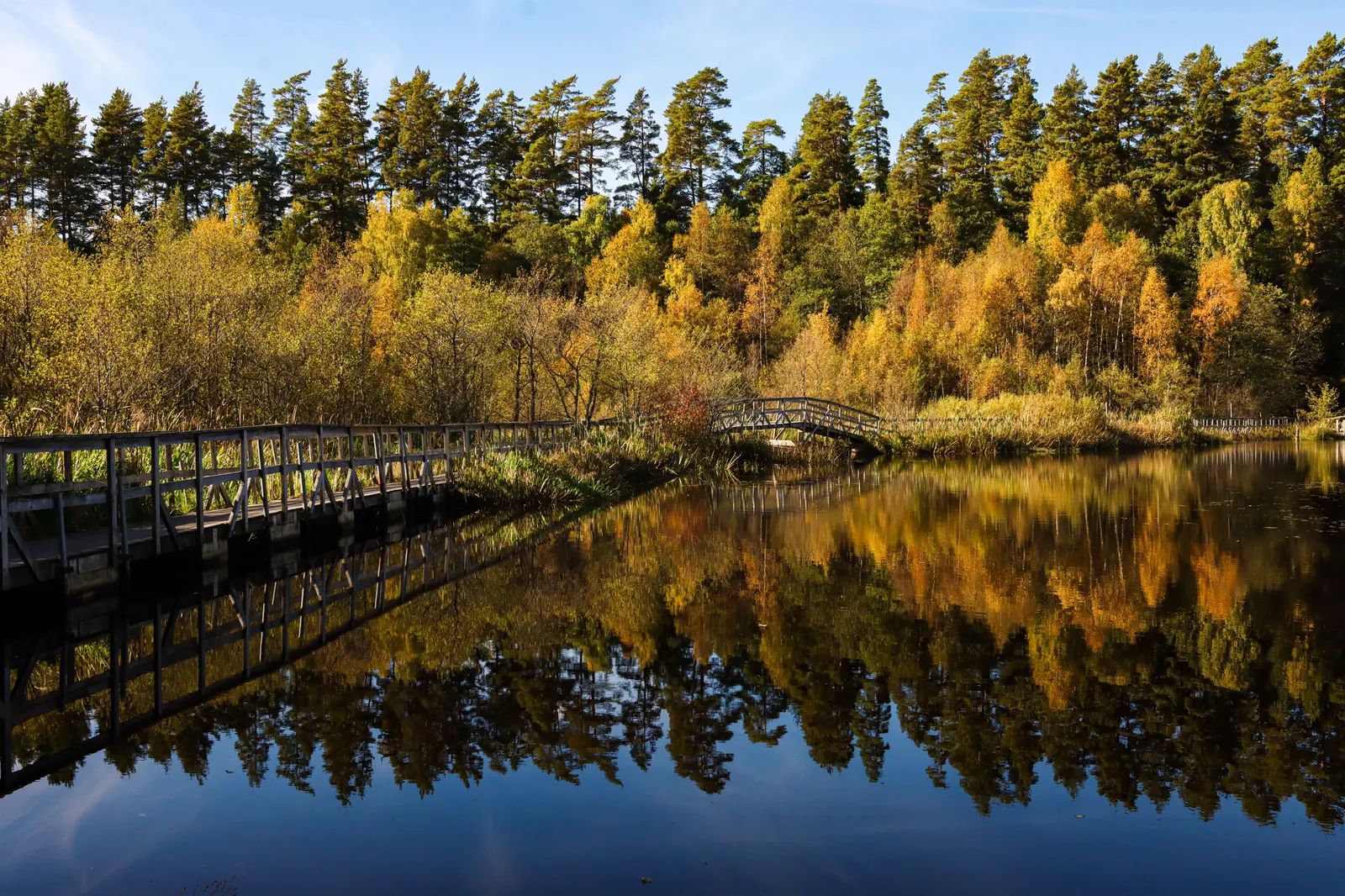 Mossig granskog, klassisk kantarellskog