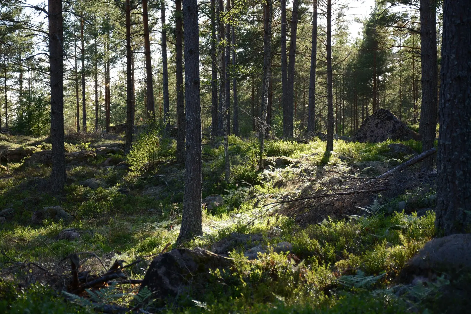 Gammal barrskog med grova träd och undervegetation