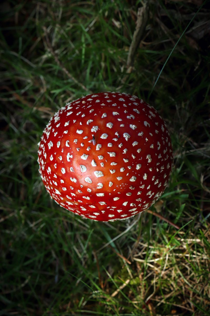 Röd flugsvamp – en av Sveriges farligaste svampar