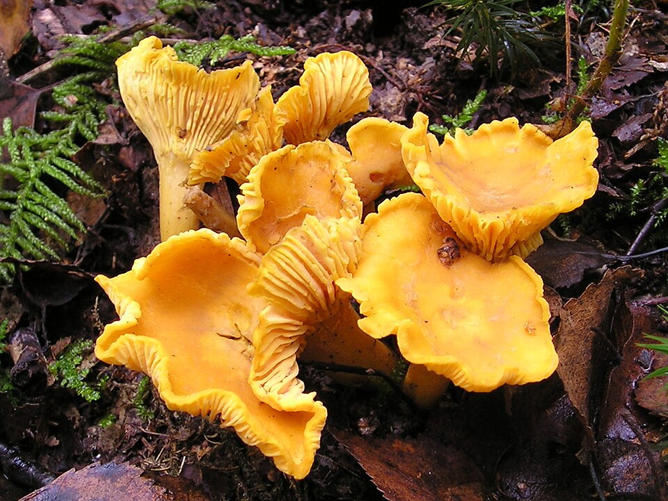 Kantarell (Cantharellus cibarius) i naturlig miljö
