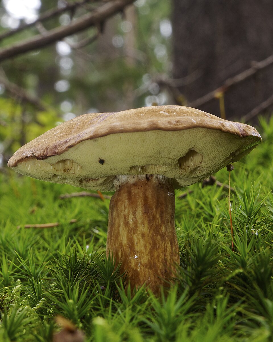 Tegelsopp (Leccinum versipelle) i naturlig miljö