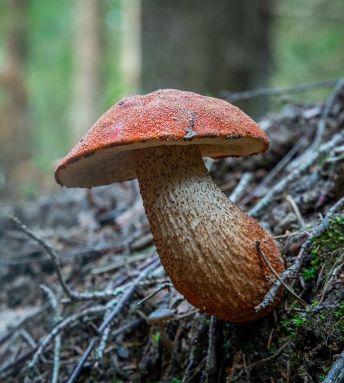 Vad kännetecknar bra svampskog?