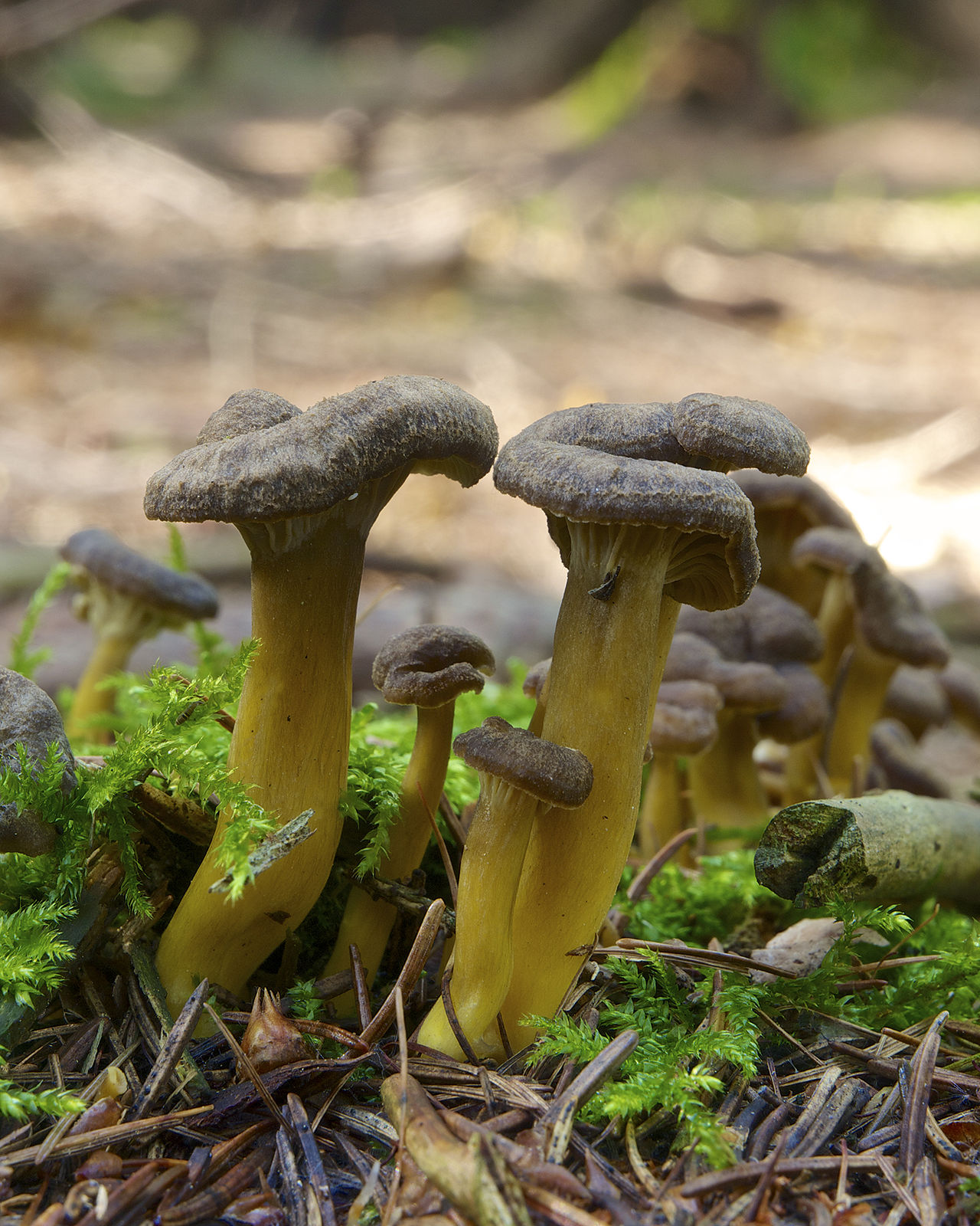 Trattkantarell, Craterellus tubaeformis