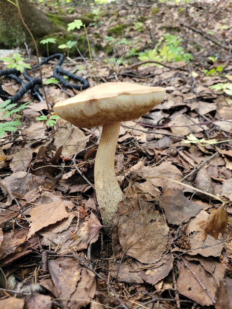 Typisk skog där björksopp växer