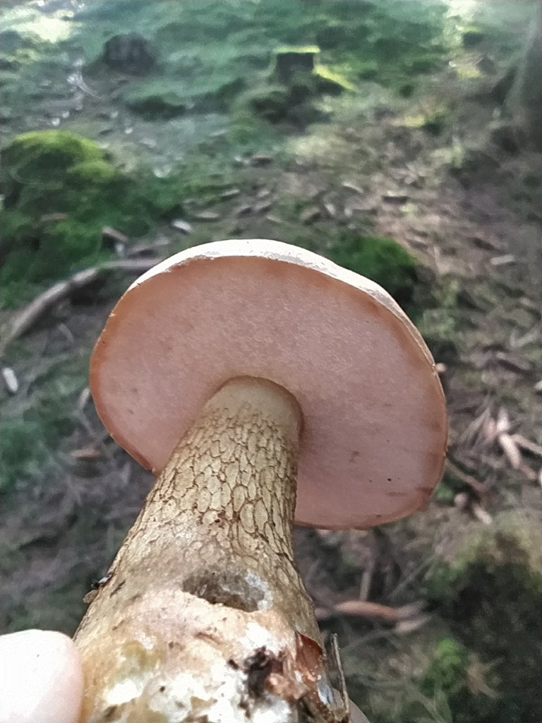 Gallsopp (Tylopilus felleus): mörkt nätmönster på foten och rosa porer, förväxlingssvamp till björksopp