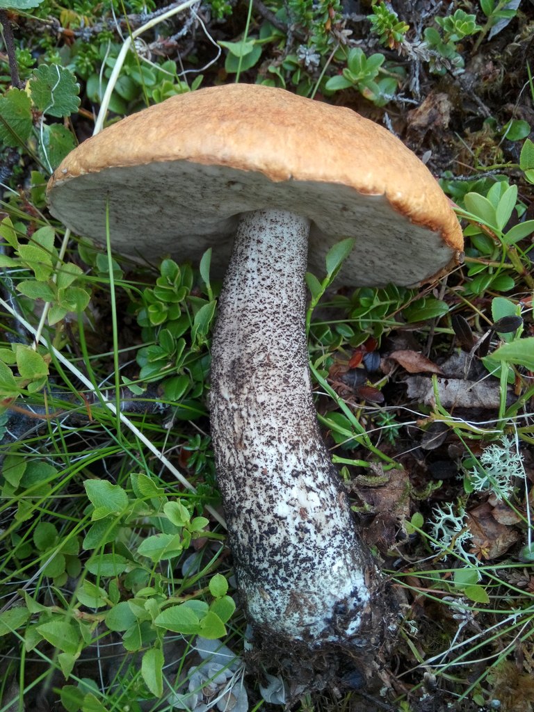 Björksopp, foten