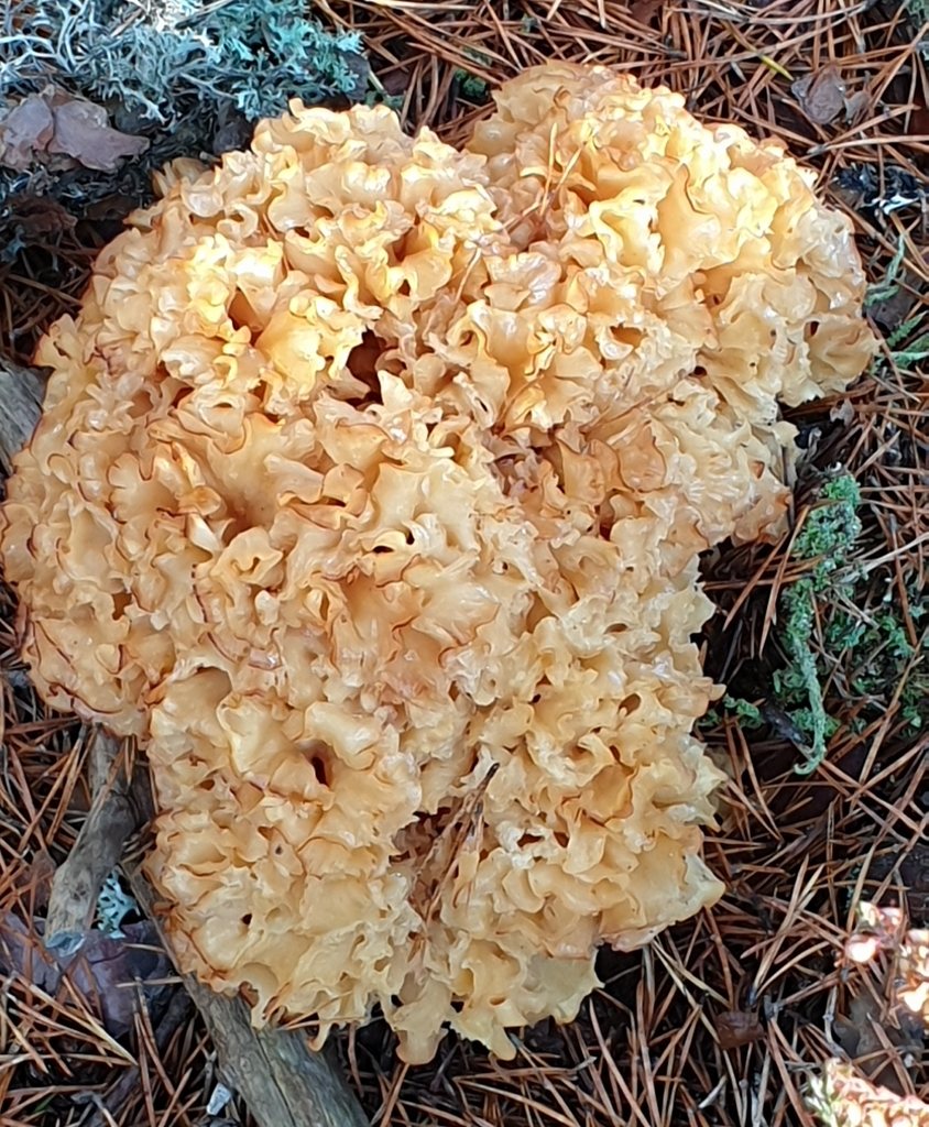 Blomkålssvamp – hatten