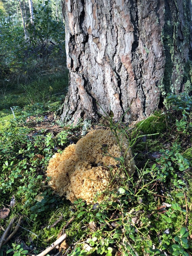 Typisk skog där blomkålssvamp växer