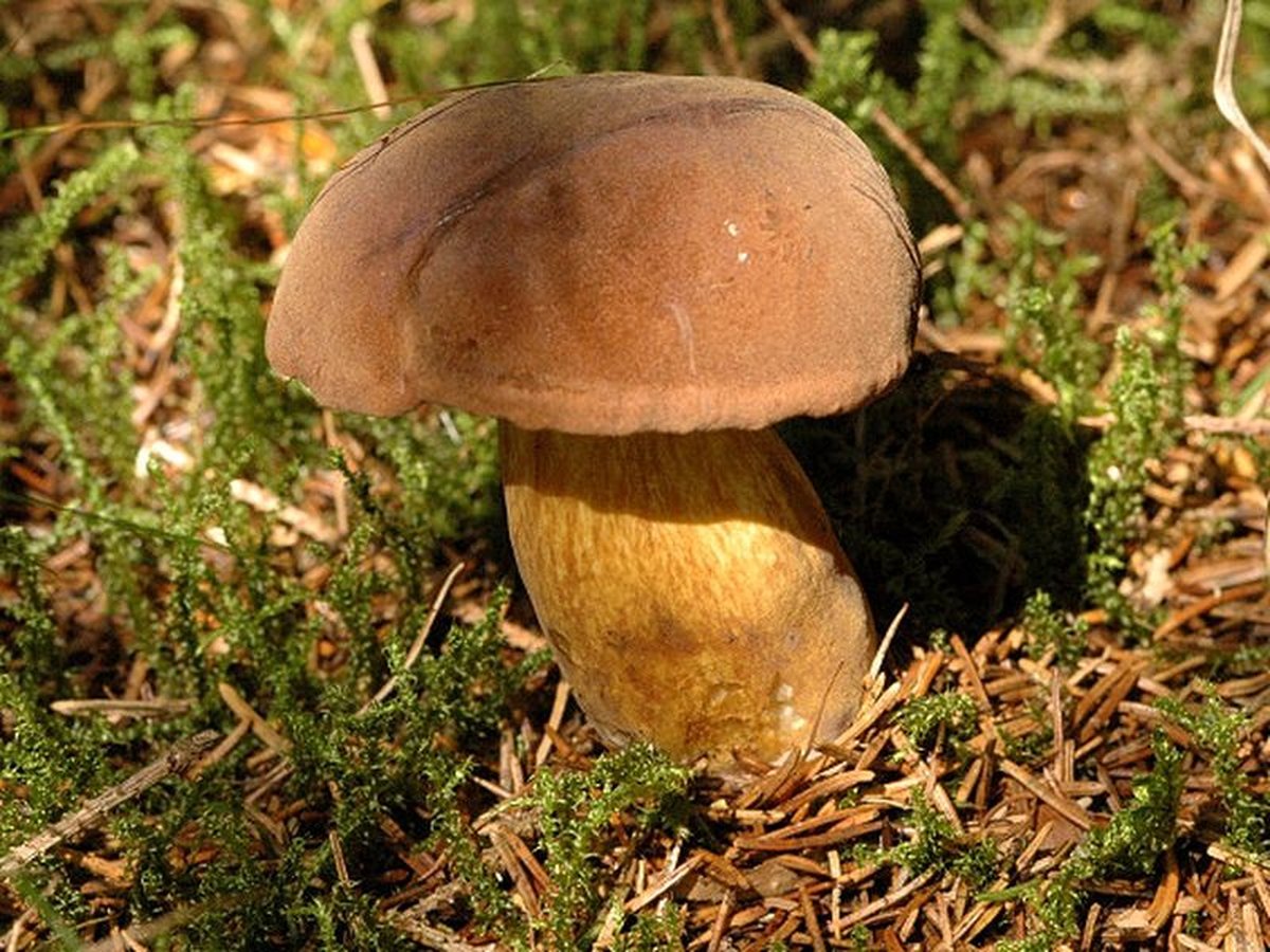 Brunsopp i mossbeklädd barrskog – typisk växtmiljö