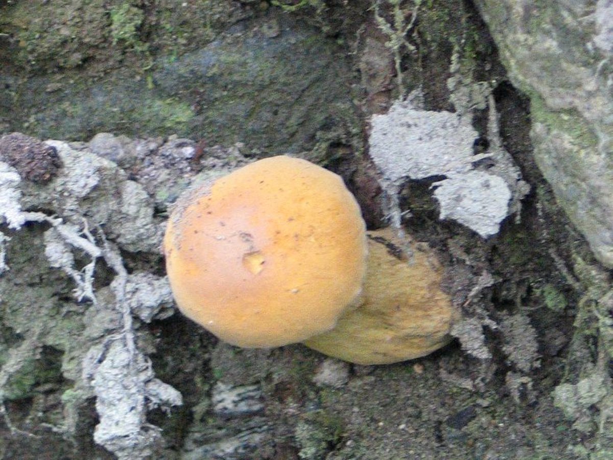 Gallsopp (Tylopilus felleus) – förväxlingsart