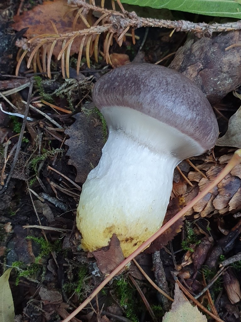 Citronslemskivling, hatten