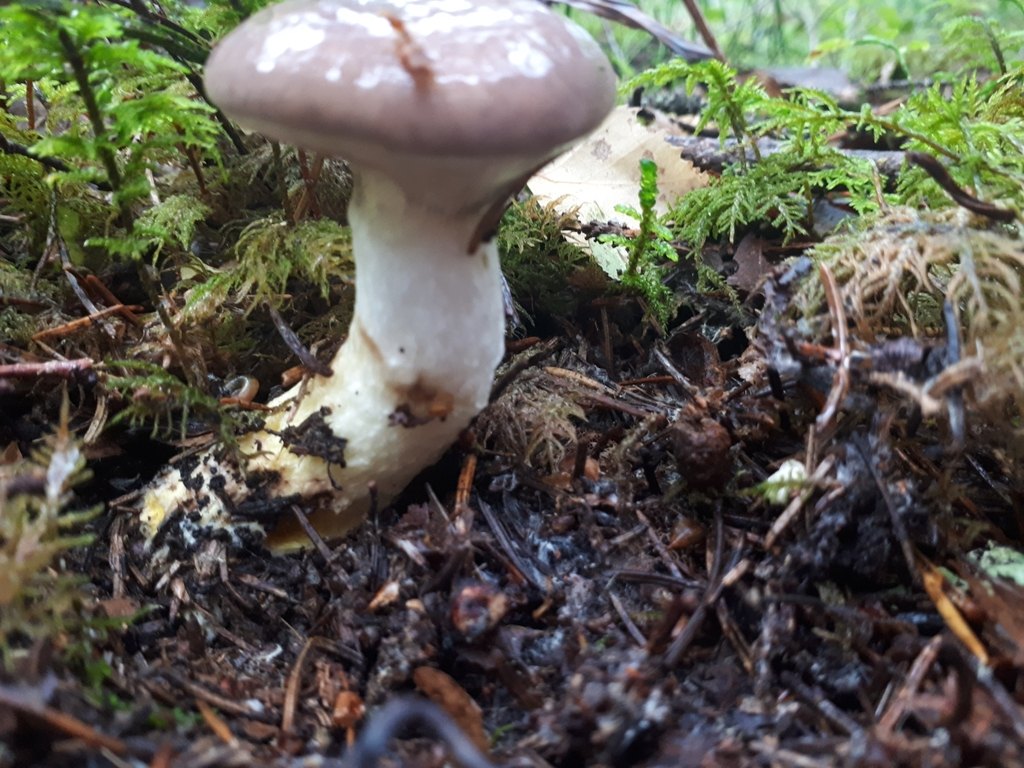 Typisk skog där citronslemskivling växer