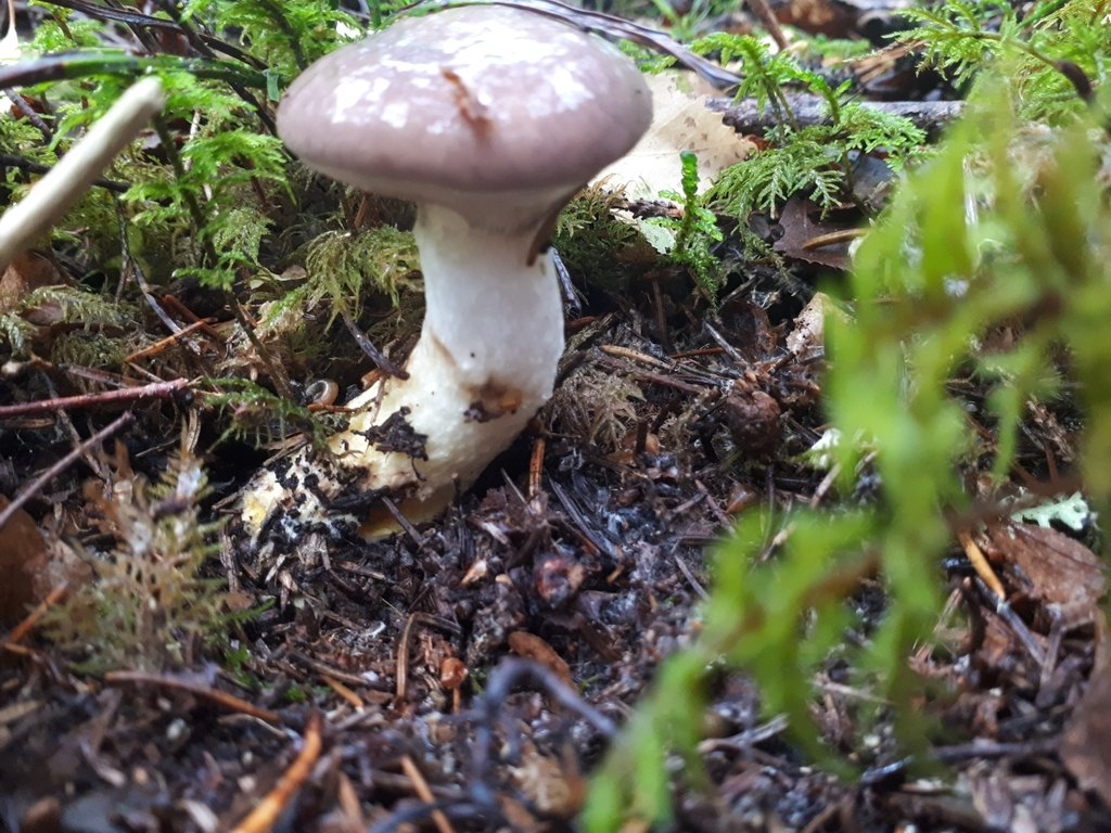 Citronslemskivling, den äkta svampen