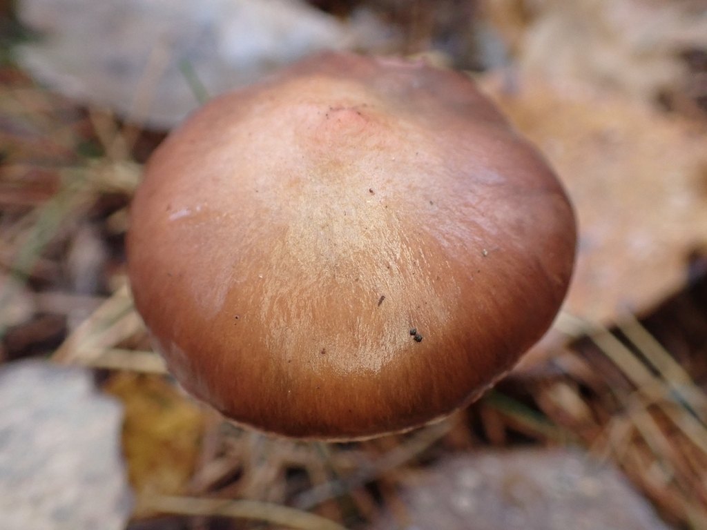 Rabarberslemskivling (Chroogomphus rutilus): rödbrun hatt och ockrabruna skivor, förväxlingssvamp till citronslemskivling
