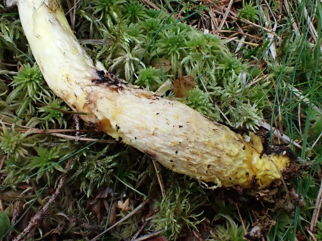 Citronslemskivling, foten