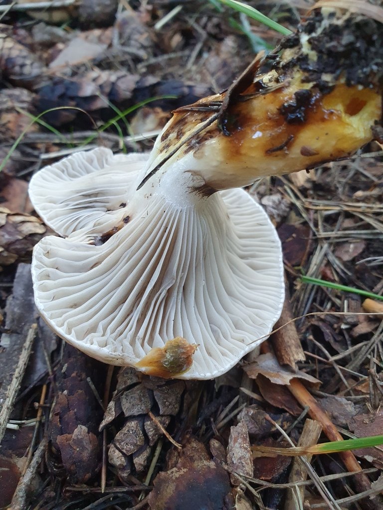 Citronslemskivling, undersidan