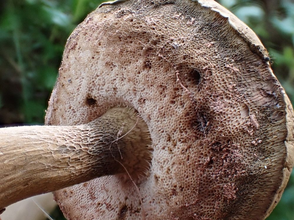 Gallsopp (Tylopilus felleus), grovt mörkt nätmönster högst upp på foten, förväxlingssvamp till brunsopp