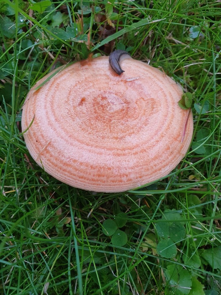 Läckerriska (Lactarius deliciosus), morotsorange hatt med tydliga ringar, förväxlingssvamp till blodriska