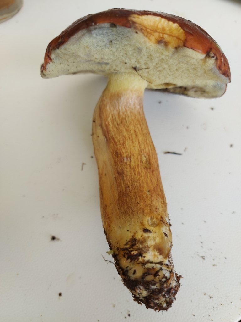 Brunsopp, genomskuren fruktkropp med ljust kött