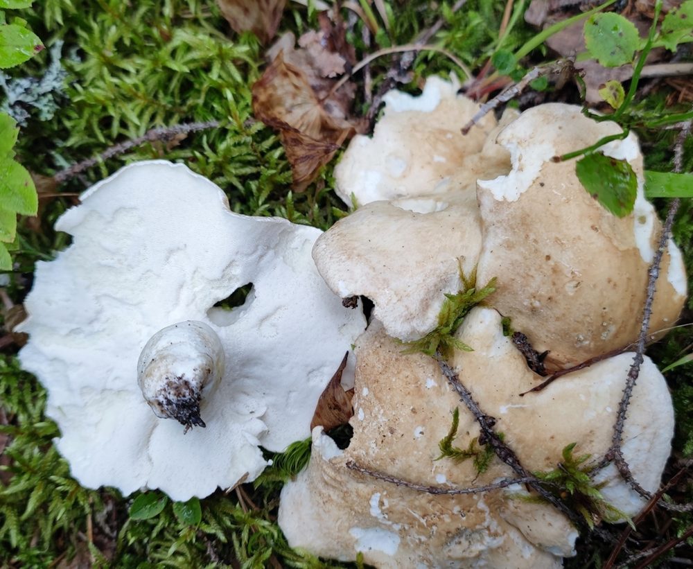 Fårticka – den äkta arten