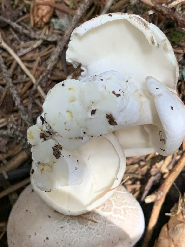 Fårticka, vit poryta sedd underifrån