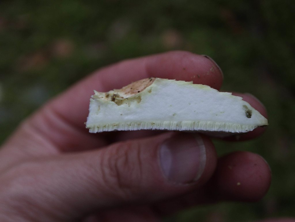 Fårticka, genomskuren med vitt kött