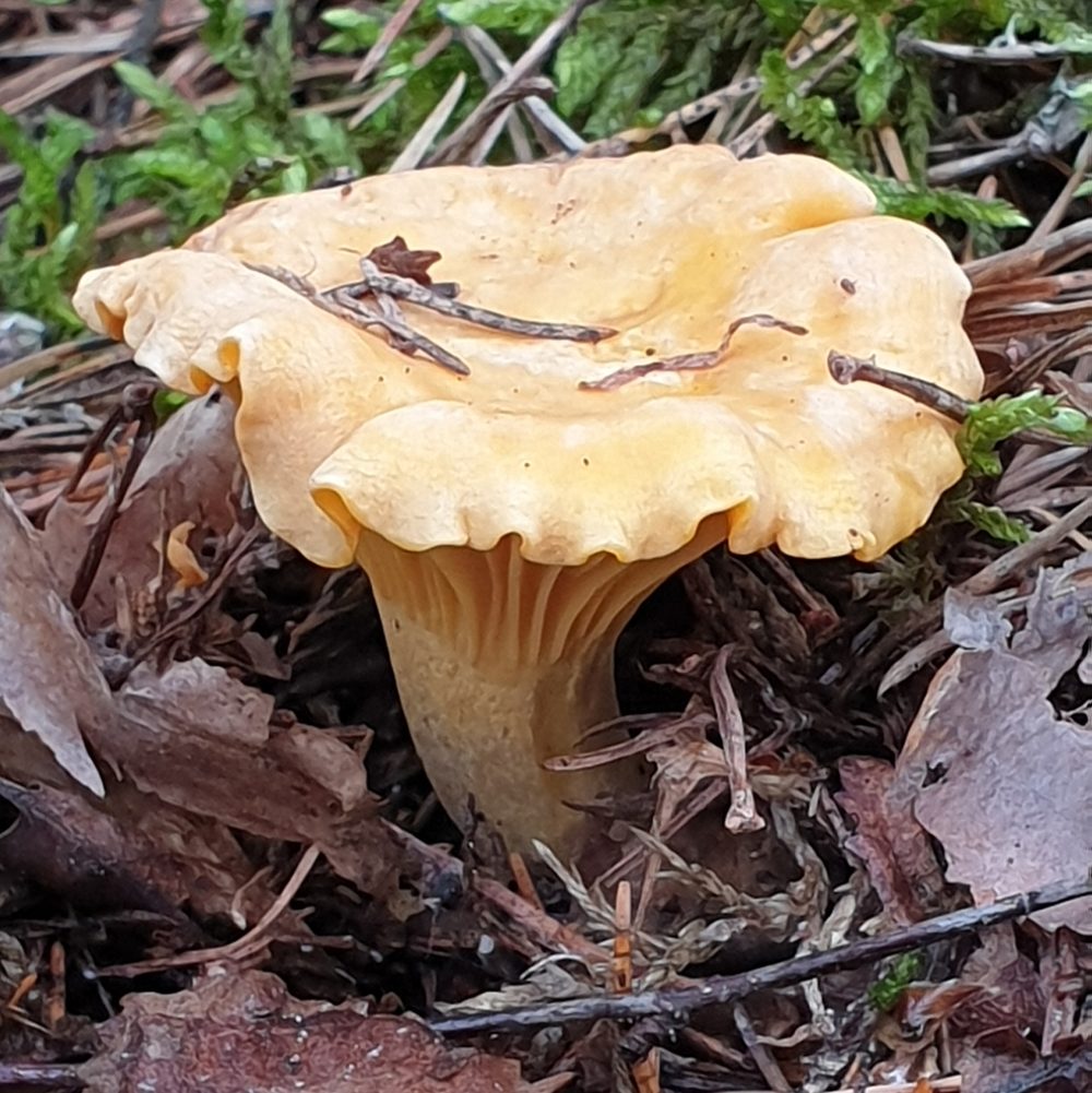 Kantarell, mogen trattformad hatt i löv