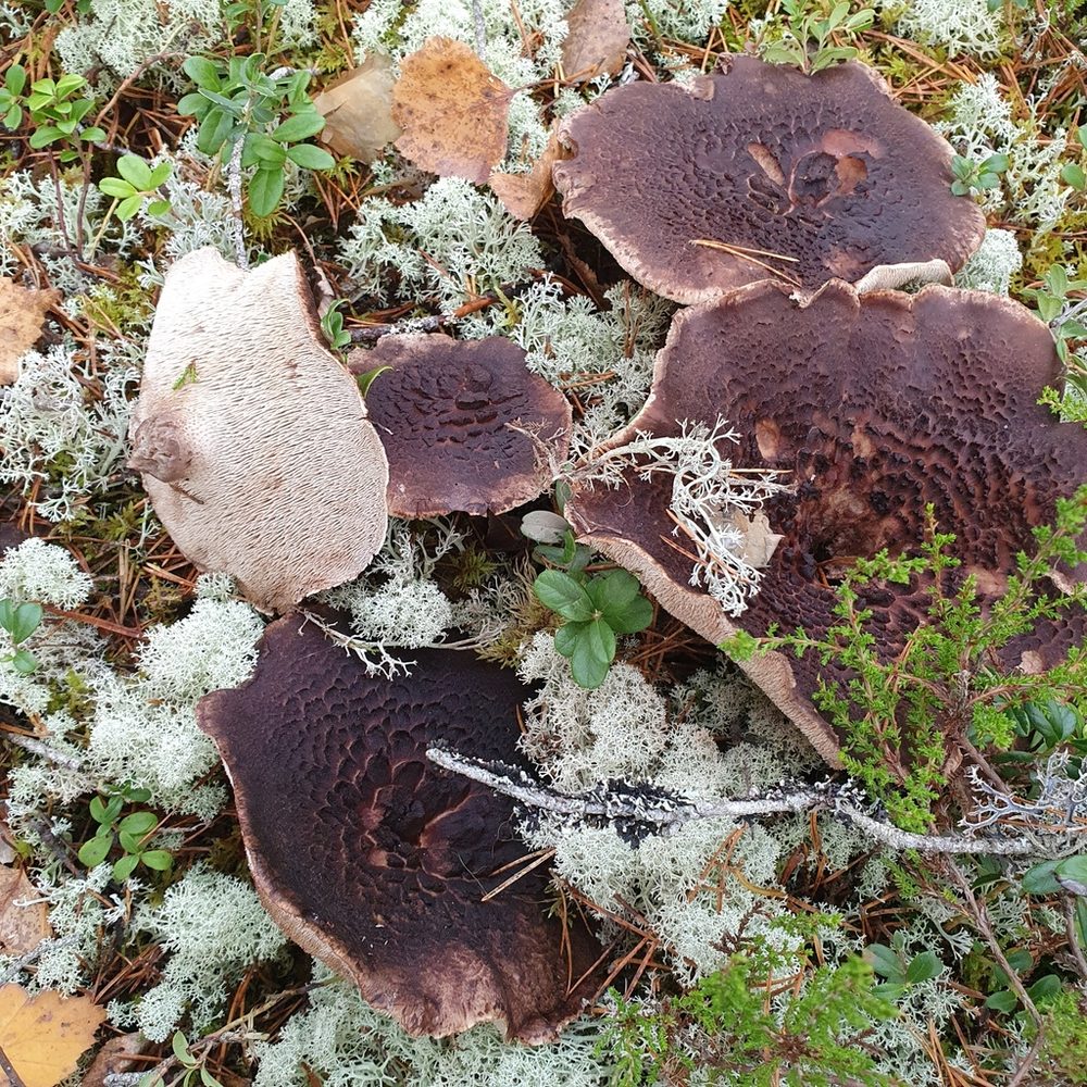 Motaggsvamp – den äkta arten