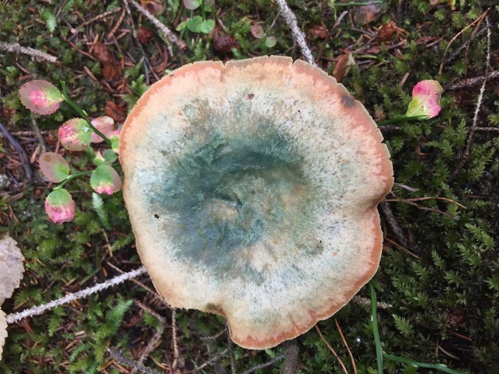 Blodriska, hatt med grönaktiga fläckar och orange kant