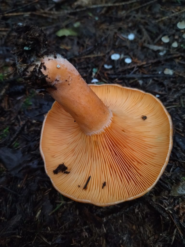 Blodriska, undersidan med orange skivor