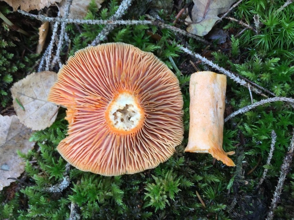 Blodriska, uppskurna exemplar med orange skivor