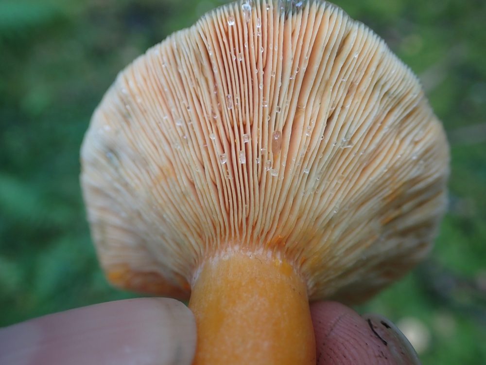 Blodriska, närbild på skivorna och den orange foten
