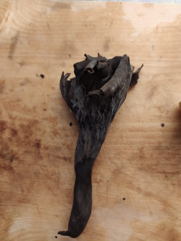 Svart trumpetsvamp, hel fruktkropp med ihålig fot