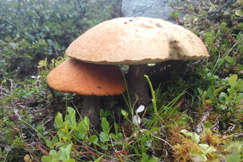 Tegelsopp – hatten