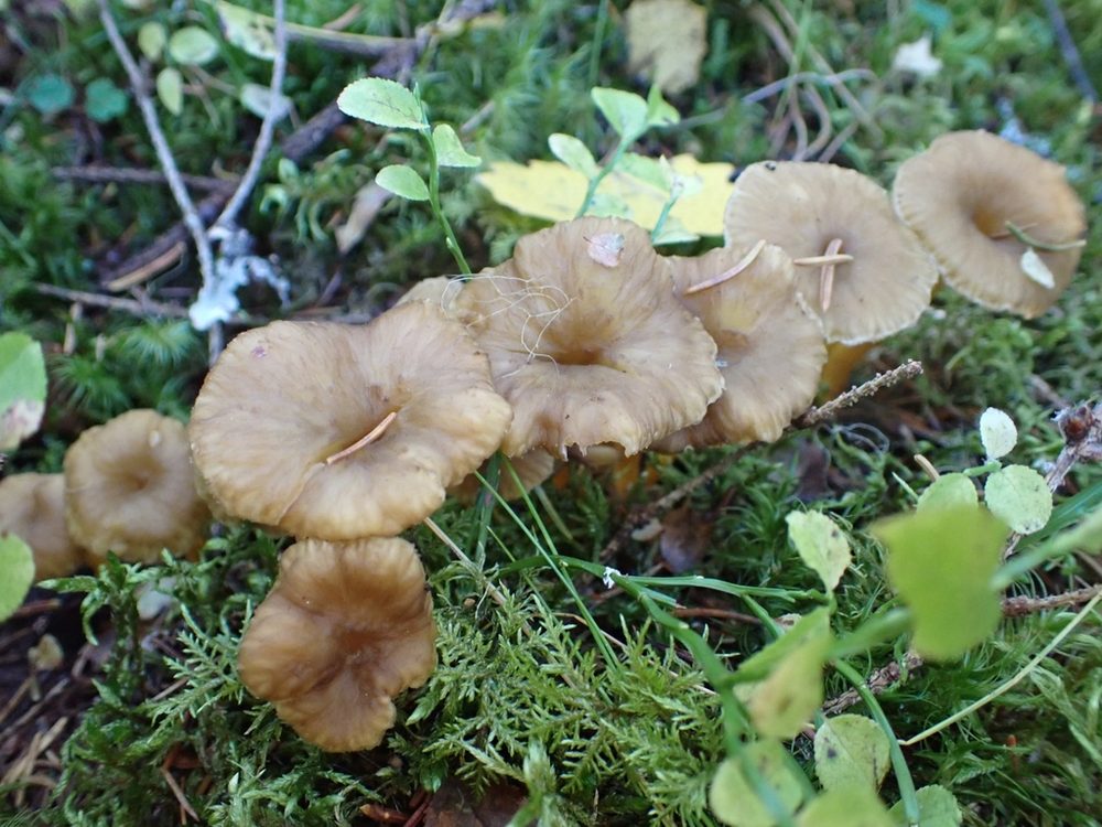Trattkantarell, grupp i mossa och ris