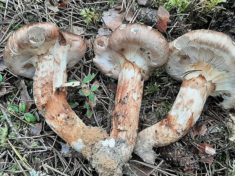 Goliatmusseron, den äkta svampen
