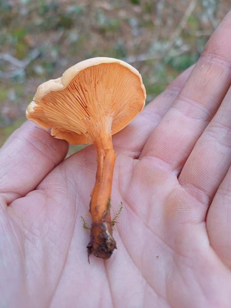 Narrkantarell (falsk kantarell) delad på längden: tunt, mjukt kött som är orange rakt igenom