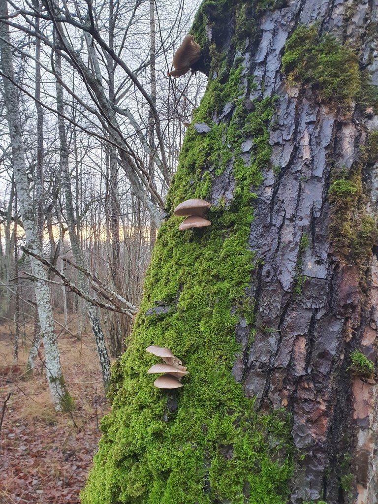 Typisk skog där ostronskivling växer