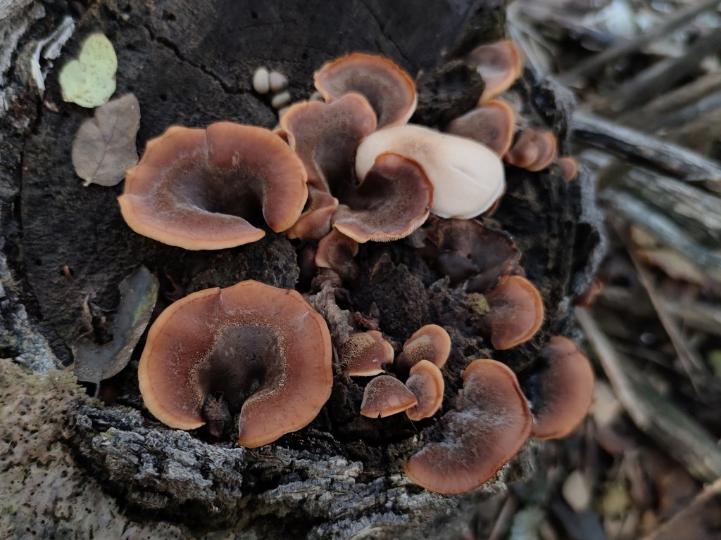 Björnmussling (Lentinellus ursinus): besk, hårig ovansida, förväxlingssvamp till ostronskivling