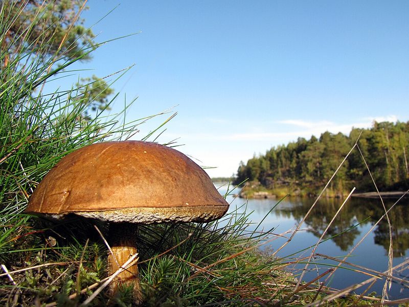 Brunsopp (Imleria badia) vid en skogssjö i naturlig miljö