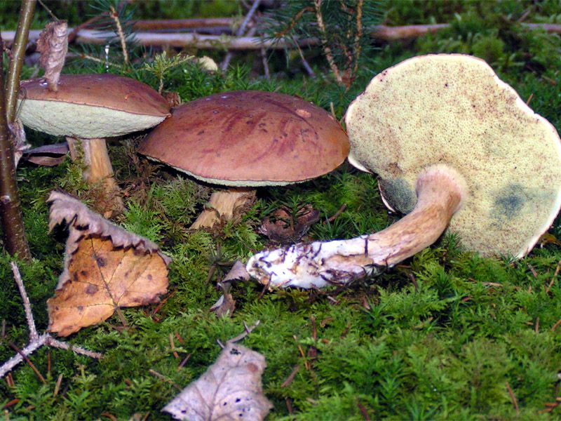 Brunsopp – rörlagret på undersidan som blånar vid tryck