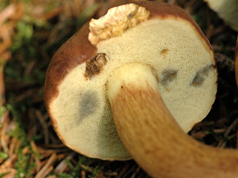 Brunsopp foto 7