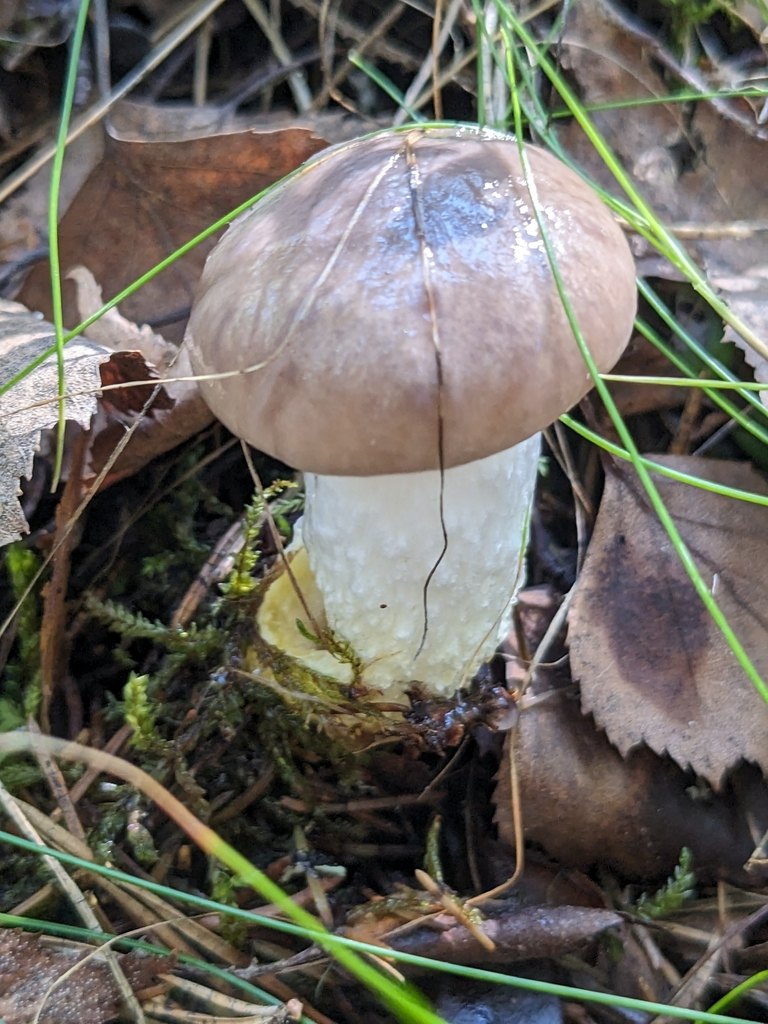 Citronslemskivling – referensfoto 1
