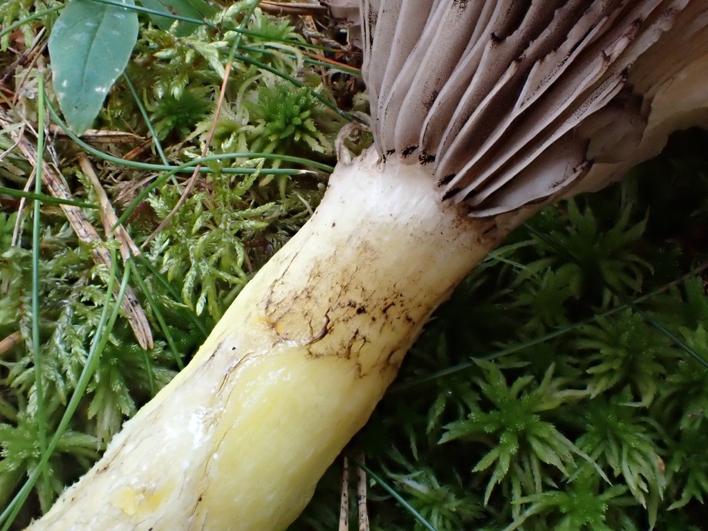 Citronslemskivling – referensfoto 5