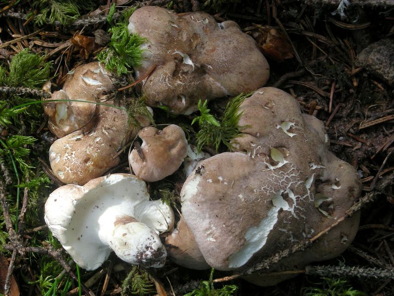 Fårticka – referensfoto 3